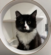 Loki