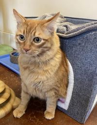 Garfield, Senior Domestic Short Hair, cat for adoption in Campbell, California