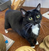 Penny, Senior Domestic Short Hair, cat for adoption in Campbell, California