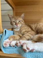 Charly, Adult Domestic Short Hair, cat for adoption in Campbell, California