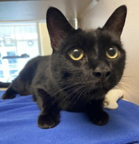 Connor, Senior Domestic Short Hair, cat for adoption in Campbell, California