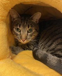 Felix, Adult Domestic Short Hair, cat for adoption in Campbell, California