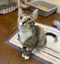 Lina, Young Domestic Short Hair, cat for adoption in Campbell, California