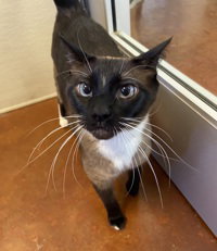 Sapphire, Adult Snowshoe / Siamese, cat for adoption in Campbell, California