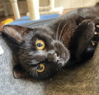 Oreo, Young Domestic Short Hair, cat for adoption in Campbell, California