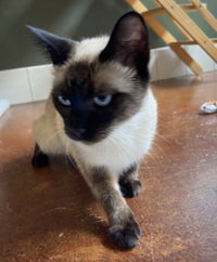Vanilla, Young Domestic Short Hair, cat for adoption in Campbell, California