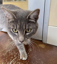 Duma, Young Domestic Short Hair, cat for adoption in Campbell, California