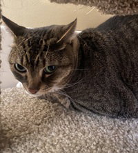 Khloe, Adult Domestic Short Hair, cat for adoption in Campbell, California