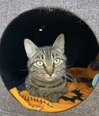 Octavia, Young Domestic Short Hair, cat for adoption in Campbell, California