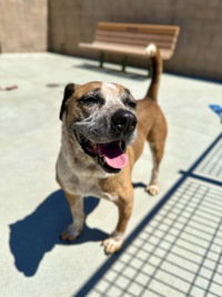 Heinz, an adoptable Australian Cattle Dog in Salinas, CA