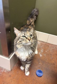 Lena, an adoptable Domestic Medium Hair in Salinas, CA