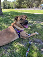 Tj, an adoptable Shepherd in Salinas, CA