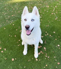 Bella, an adoptable Siberian Husky in Salinas, CA