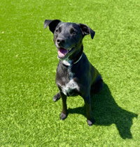 Pee Gee, an adoptable Australian Cattle Dog in Salinas, CA
