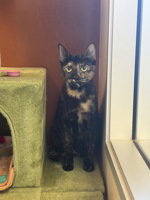 Kimi, an adoptable Domestic Short Hair in Salinas, CA