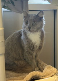 Thumper, an adoptable Domestic Medium Hair in Salinas, CA
