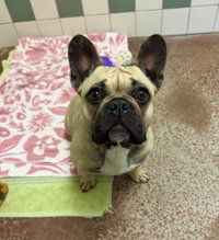 Bonnie, an adoptable French Bulldog in Salinas, CA