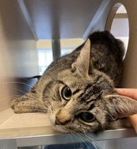Sweetie Pie, an adoptable Domestic Short Hair in Salinas, CA