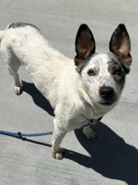 Evie, an adoptable Australian Cattle Dog in Salinas, CA