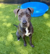 Star, an adoptable American Pit Bull Terrier in Salinas, CA