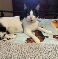 Pocahontas, an adoptable Domestic Short Hair in Salinas, CA