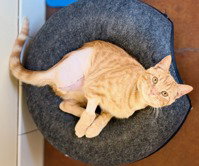 Tommy, an adoptable Domestic Medium Hair in Salinas, CA
