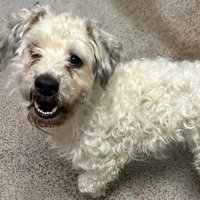 Milo, an adoptable Poodle in Salinas, CA