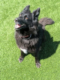 Diamond, an adoptable Border Collie in Salinas, CA