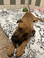 Matilda, an adoptable Pit Bull Terrier in Salinas, CA