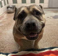 Fiona, an adoptable American Bulldog in Salinas, CA