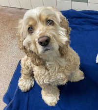 Ivy, an adoptable Cocker Spaniel in Salinas, CA
