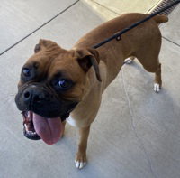 Kiwi, an adoptable Boxer in Salinas, CA