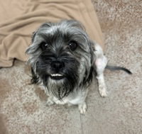 Lulu, an adoptable Shih Tzu in Salinas, CA