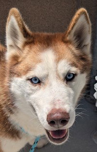 Luna, an adoptable Siberian Husky in Salinas, CA