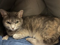 Ollie, an adoptable Domestic Short Hair in Salinas, CA