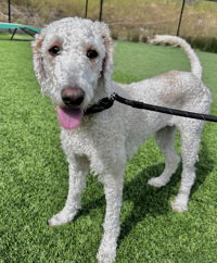 Bambi, an adoptable Poodle in Salinas, CA