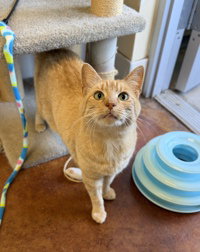 Pumpkin, Adult Domestic Short Hair, cat for adoption in Watsonville, California