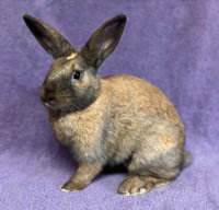 Kanga