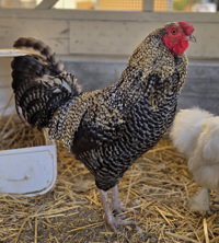 Golden Corral, a poultry for adoption from The SPCA for Monterey County