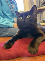 Franklin
