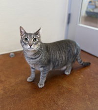 Mailo, Adult Domestic Short Hair, cat for adoption in Watsonville, California