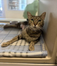 Linda, Adult Domestic Short Hair, cat for adoption in Watsonville, California