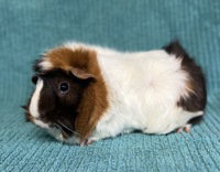 Wilma