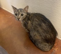 Mary, Adult Domestic Medium Hair, cat for adoption in Watsonville, California
