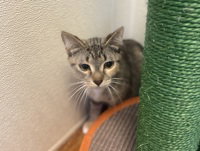 Mj, Adult Domestic Medium Hair, cat for adoption in Watsonville, California