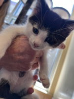 Figaro