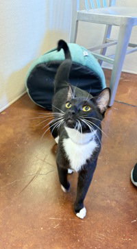 Nala, Adult Domestic Short Hair, cat for adoption in Salinas, California