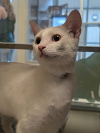 Nova, Young Domestic Short Hair, cat for adoption in Salinas, California