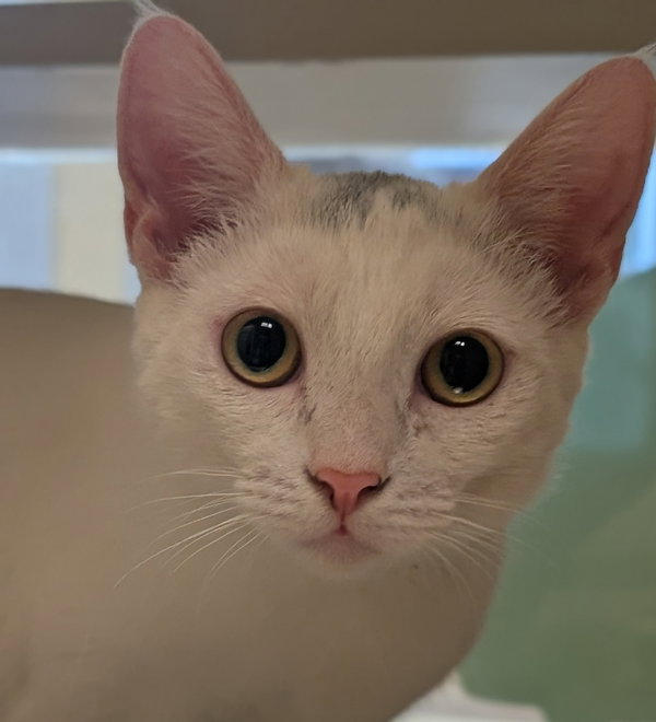 Nova