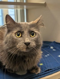 Gillian, Adult Domestic Medium Hair, cat for adoption in Salinas, California